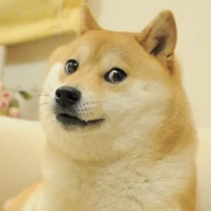 Kabuso, Dogecoin's beloved and inspirational dog, has passed away