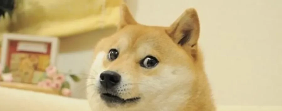 Kabuso, Dogecoin's beloved and inspirational dog, has passed away